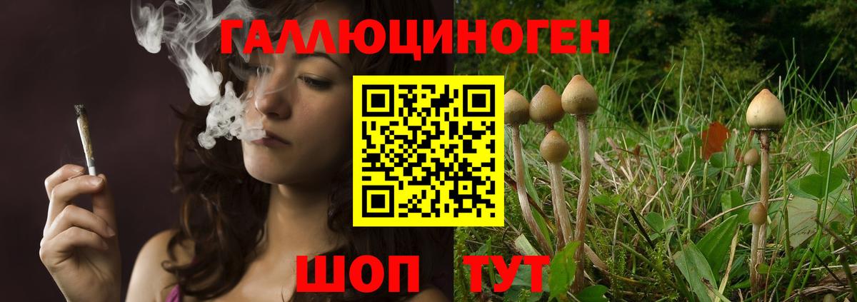 Псилоцибиновые грибы Psilocybine cubensis Менделеевск