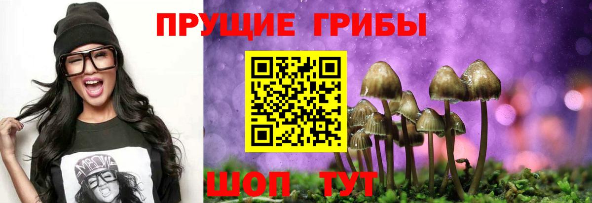 Менделеевск  Псилоцибиновые грибы Psilocybine cubensis  Вход с VPN 